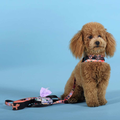 Шлейка United Pets для собак Complete me Forever 1,5 x 34-42 см, оранжевая с рисунком