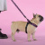 Шлейка United Pets для собак Complete me Identity 2,5 x 40-54 см, черная с розовым