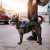 JULIUS-K9 шлейка для собак IDC®-Powerharness Mini-Mini (40-53см/ 4-7кг), синий JULIUS-K9 шлейка для собак IDC®-Powerharness Mini-Mini (40-53см/ 4-7кг), синий
