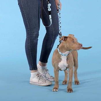 Поводок United Pets для собак Complete me Writing 120 см, 25 мм, голубой с рисунком