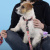 Ошейник United Pets для собак Complete me Forever M 34-56/2 см, оранжевый с рисунком