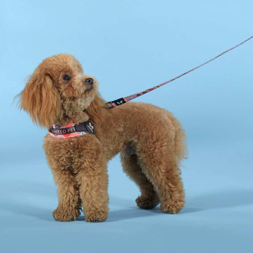 Шлейка United Pets для собак Complete me Forever 1,5 x 34-42 см, оранжевая с рисунком
