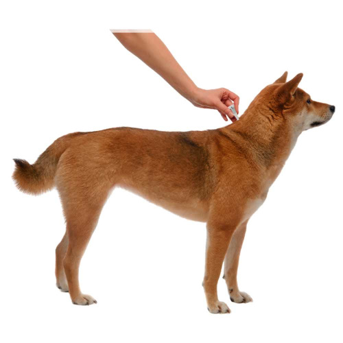 Bayer Адвантейдж 400 для собак 25-40 кг от блох (4 пипетки х 4 мл)