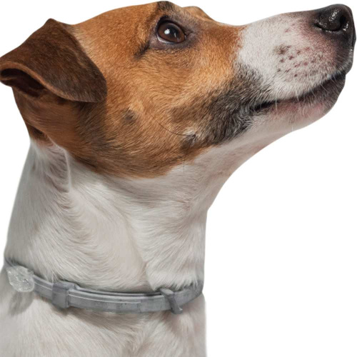 Bayer Форесто ошейник от клещей и блох для собак  менее 8 кг, 38 см