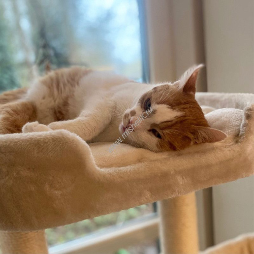 NOBBY ZADA 50 см х 50 см х 145 см игровая площадка для кошек капучино