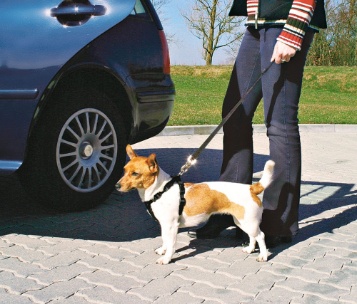 А/м ремень безопасности со шлейкой для собак, 20-50 см