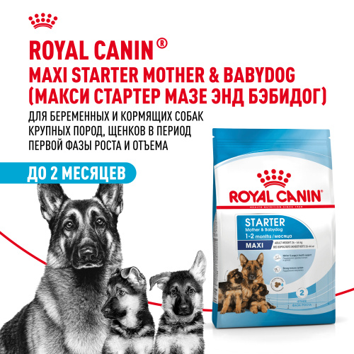 ROYAL CANIN MAXI STARTER 4 кг сухой корм для щенков крупных пород до 2-х месяцев, беременных и кормящих сук 