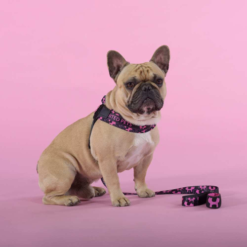 Шлейка United Pets для собак Complete me Identity 2,5 x 40-54 см, черная с розовым