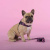 Шлейка United Pets для собак Complete me Identity 2,5 x 40-54 см, черная с розовым