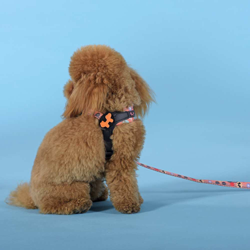Шлейка United Pets для собак Complete me Forever 1,5 x 34-42 см, оранжевая с рисунком