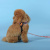 Шлейка United Pets для собак Complete me Forever 1,5 x 34-42 см, оранжевая с рисунком Шлейка United Pets для собак Complete me Forever 1,5 x 34-42 см, оранжевая с рисунком