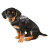 JULIUS-K9 шлейка для собак IDC®-Powerharness Mini-Mini (40-53см/ 4-7кг), синий JULIUS-K9 шлейка для собак IDC®-Powerharness Mini-Mini (40-53см/ 4-7кг), синий