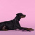 Ошейник United Pets для собак Complete me Identity M 34-56/2 см, черный с розовым