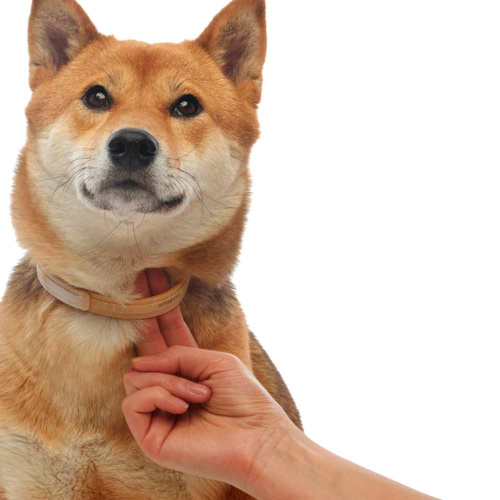 Bayer Килтикс ошейник от клещей 66 см для собак крупных пород