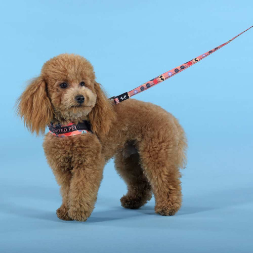 Шлейка United Pets для собак Complete me Forever 1,5 x 34-42 см, оранжевая с рисунком