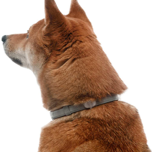 Bayer Форесто ошейник от клещей и блох для собак более 8 кг, 70 см