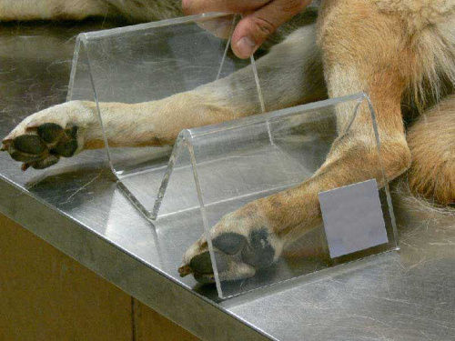 ТД ВЕТ Набор ветеринарных М-образных фиксирующих пластин для рентгена и МРТ 5 шт с подставкой