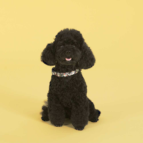 Ошейник United Pets для собак Complete me M 34-56/2 см, разноцветный рисунок