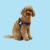 Шлейка United Pets для собак Complete me L 51 x 44-58 см, красная зебра